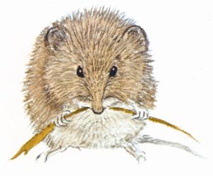 Music at King Edward's School, Birmingham: Romany Wood at Symphony Hall